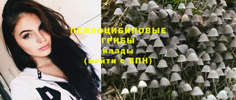 Галлюциногенные грибы Psilocybine cubensis Мосальск